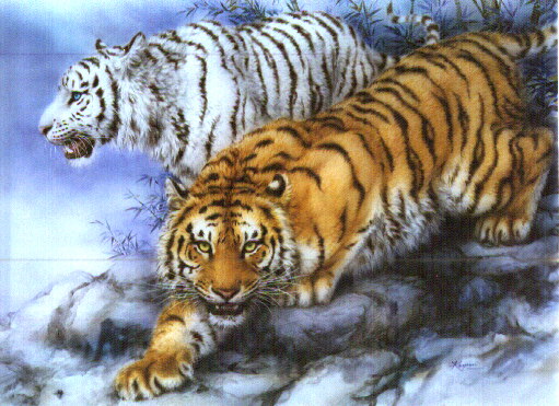 deux tigres blanc et roux
